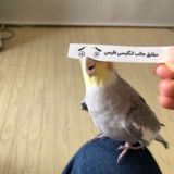 English Farsi Fun Facts