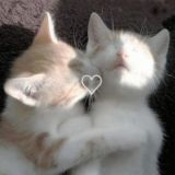 котяки скр