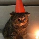 Мовний склад