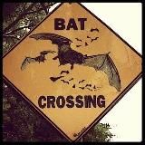 Flappy mouse posting🦇