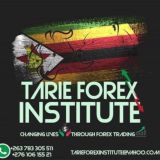 Forex Trading Zim