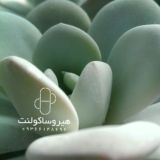 گروه هیروساکولنت