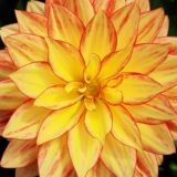 Целительство Жизни