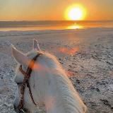the sun