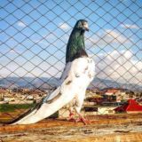 Ок коз зот Кабутарлар 💸