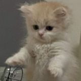 секс котят