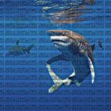 𝐒𝐇𝐀𝐑𝐊𝐌𝐘𝐙 🦈