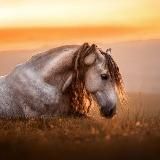 Усы и Судьбы | Помощь животным