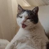 Кот Федул 😼
