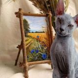 🐈 Любители Сфинксов 🐈