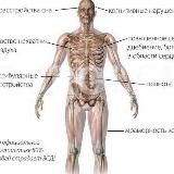 🇷🇺 Панические атаки