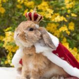 Куен,кролики,rabbit,quyon