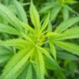 Ganja_Donbassa