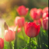 کانال جامع فرزندان شاهد کشور