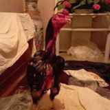 Toshkent Xo'rozlari 2