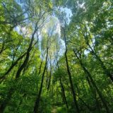 Herbalism and natural cures