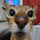 ШиЗиКи