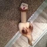 рест||лялялч