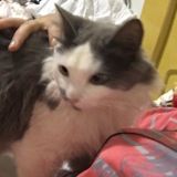 AUAUAU ME MATA LOBO MAU