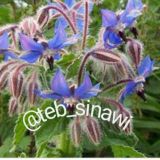 کانال " طب سینوی "