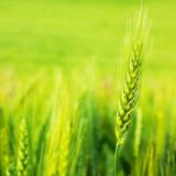 വചന 🌾 വിസ്മയം