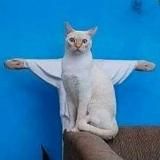 Котики и Енотики