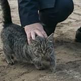 Кот «Иваныч»