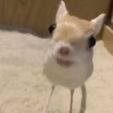 сырный стриптиз