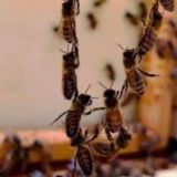 Пчёлы на чердаке