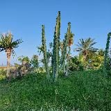 Записки из эмиграции