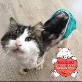 Забытые Сердца Ростов❤🐈🐕 помогаем бездомным животным💔🐈🐕