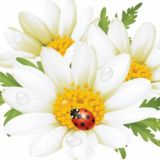 МБДОУ д/с "Ромашка"