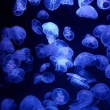 марффозиум