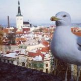 Экспаты - Work in Estonia_group