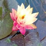 Сад🌿Пруд🌿Цветы🌿🌹Уход и Идеи для Вашего Участка