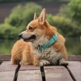 corgi_tairon chat