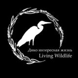 Дико интересная жизнь | Living wildlife