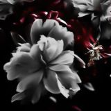 закрыто | святой легион🩸