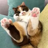 Животный позитив🐱