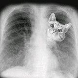 QCMANIE - 4ème année médecine🩺