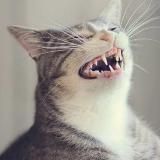 Кино📽️Васька📸