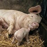 льоха ➕🇺🇦🏳️‍🌈 | #УкрТґ