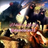 🐑 دامداران و عشقبازان 🐕