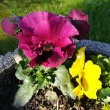 DUBRAVKA - Lebens Reise ALLUmfaßend💕 🍀🌼