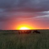 Travel and Tourism🐆🦏🦁🐒