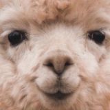 с неламой о ламах