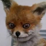 Wicked Wayfarer - CUMьюнити group