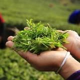 ЧАЙНЫЙ ЧИБАМБОЗ | Китайский чай 🍵