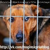 Сообщество волонтёров Ногинского приюта 🐕