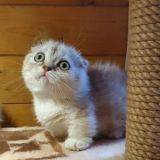 Munchkin, манчкин котята